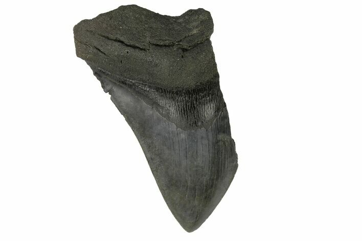 Partial Megalodon Tooth - South Carolina #171032